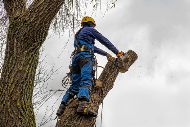 How Our Tree Care Process Works  in  Ellerslie, GA